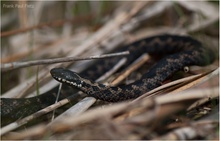 vipera berus