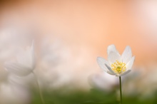 Anemone nemorosa