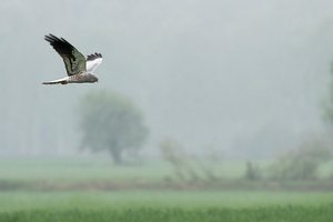 im natürlichen Lebensraum