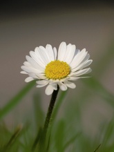 Gänseblümchen in Pose