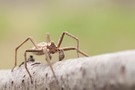 Pisaura mirabilis  ♂