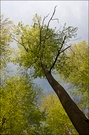 es grünt im Wald