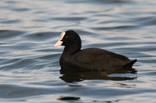 Blässhuhn im Wasser