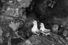 Eissturmvogelpaar