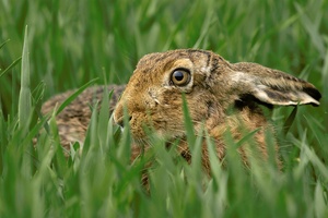 Hase !