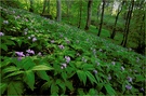 ~ Frühling im Wald ~