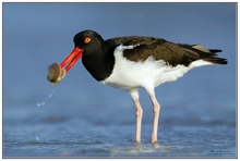 Nur ein Austernfischer (Haematopus palliatus).