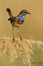 Bluethroat