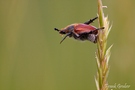 Unbekannter Käfer