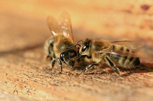 Kontrolle am Bienenstock