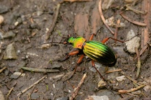 Goldglänzender Laufkäfer (Carabus auronitens)