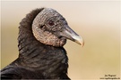 Rabengeier (Coragyps atratus) Black Vulture