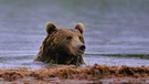 Braunbär im Wasser