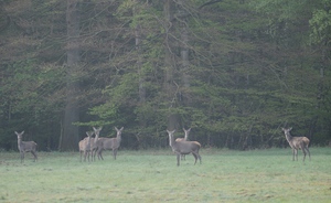 Rotwild im Morgendunst