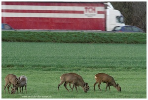 Autobahn-Rehe