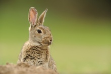 Wildkaninchen (Oryctolagus cuniculus)