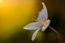 Waldsauerklee lichtleise 2