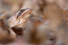 Springfrosch (Rana dalmatina)