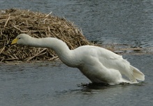 Singschwan beim Aufschütteln des Gefieders