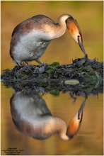 Haubentaucher (Podiceps cristatus)