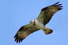 Fischadler im Überflug