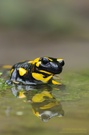 Feuersalamander