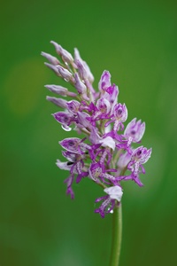 Helmknabenkraut