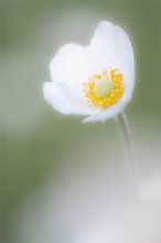 Anemone sylvestris