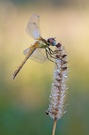 Herbstlibelle - Sympetrum fonscolombii