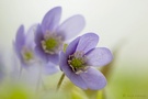 ...Hepatica nobilis...