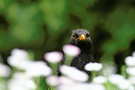 Vogel mit Blumen