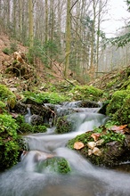 Nebenbach im Schwarzwald!