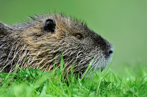 Biberratte (Myocastor coypus), auch Nutria III