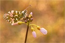 Anthocharis cardamines