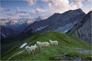 schafherde am galtjoch