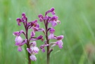 Feuchtes Knabenkraut