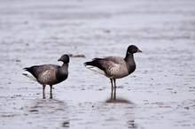 Ringelgänse (Branta bernicla) im Wattenmeer