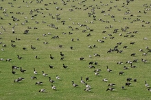 weidende Ringelgänse (Branta bernicla)