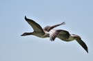 Graugänse im Flug