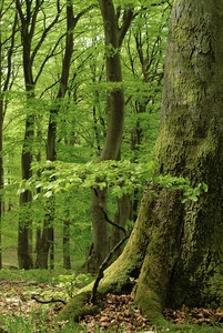 "Hainsimsenbuchenfrühlingswald"