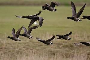 Ringelgänse (Branta bernicla) im Abflug