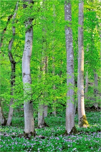 ~ Frühling im Hegau ~