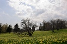 Narzissenblüte im Jura