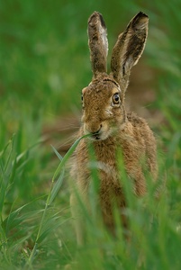 Noch`n Hase