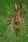 Noch`n Hase