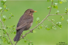 Amsel (Turdus merula) European Blackbird