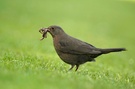 Futtertragendes Weibchen!