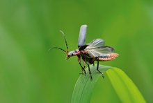 Cantharis rustica