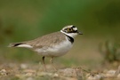 Flussregenpfeifer (Charadrius dubius)