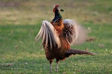 Balzsprung eines Fasanenhahns (Phasianus colchicus)